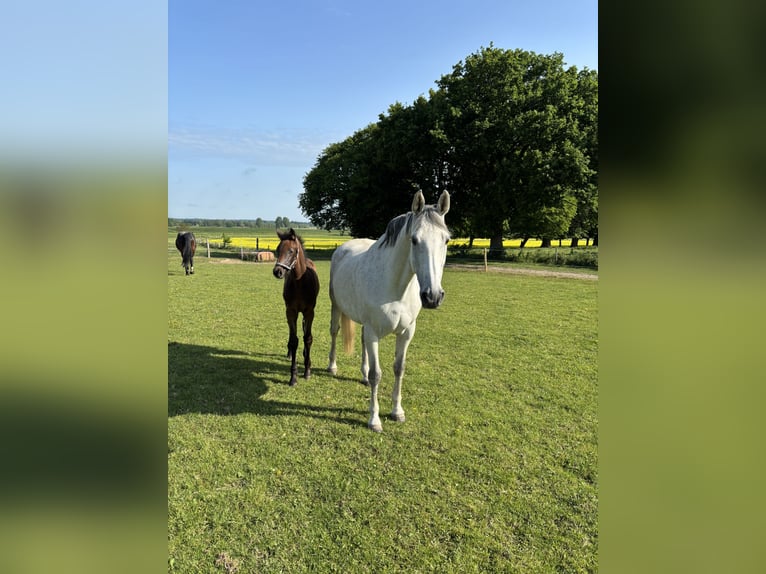 Holstein Mare Foal (03/2025) Grey in Duvensew