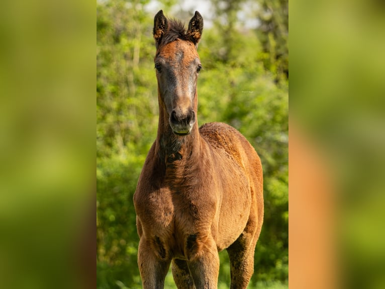 Holstein Mare Foal (03/2025) Grey in Duvensew