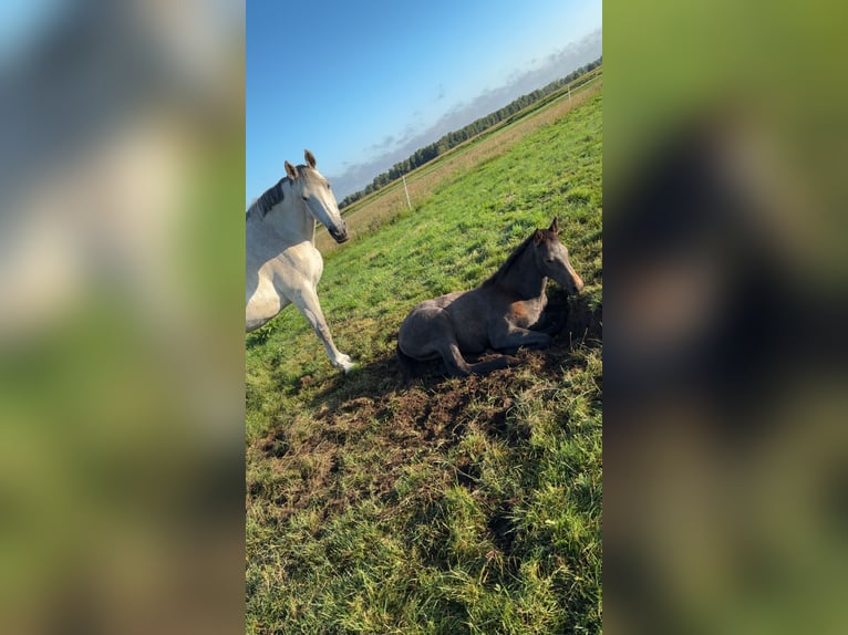 Holstein Mare Foal (03/2025) Grey in Duvensew