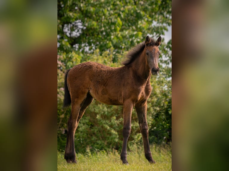 Holstein Mare Foal (03/2025) Grey in Duvensew