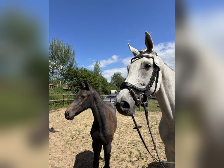 Holstein Mare Foal (03/2025) Grey in Duvensew