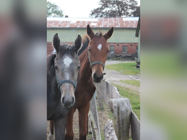 Holstein Mare Foal (04/2025) Grey in Lindewitt