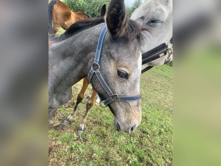 Holstein Mare Foal (04/2025) Grey in Lindewitt
