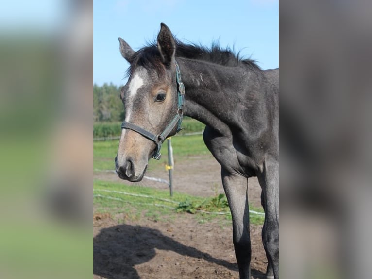 Holstein Mare Foal (04/2025) Grey in Lindewitt