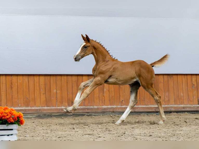 Holstein Mare Foal (05/2025) in Babor&#xF3;wko