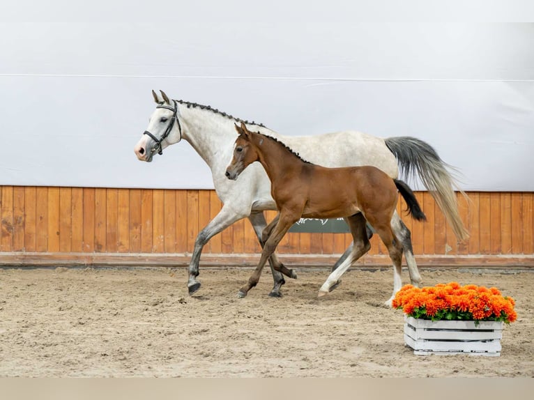 Holstein Mare Foal (05/2025) in Babor&#xF3;wko