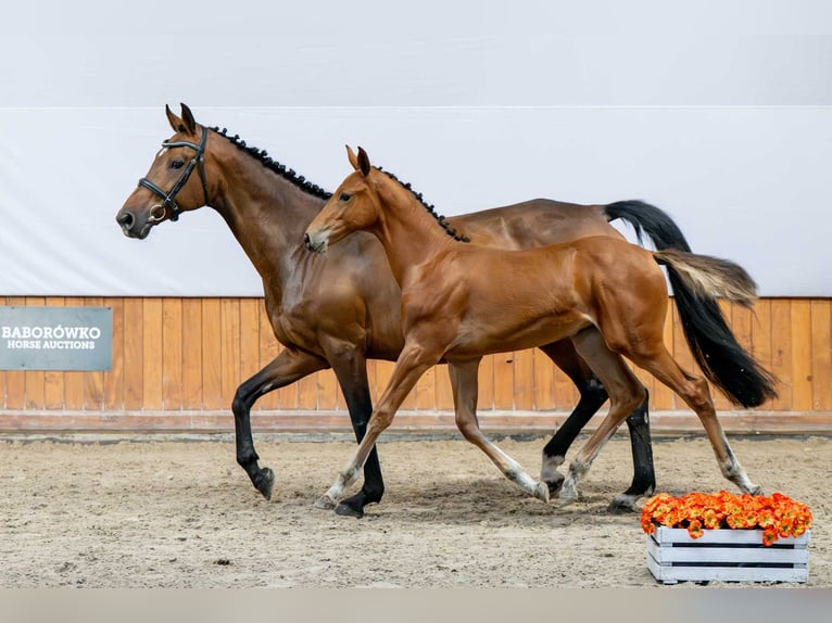 Holstein Mare Foal (03/2025) in Babor&#xF3;wko