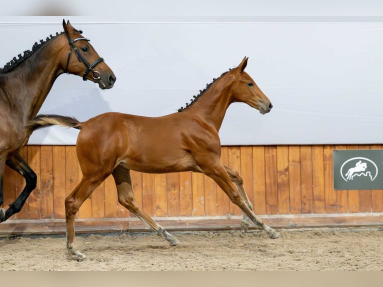 Holstein Mare Foal (03/2025) in Babor&#xF3;wko