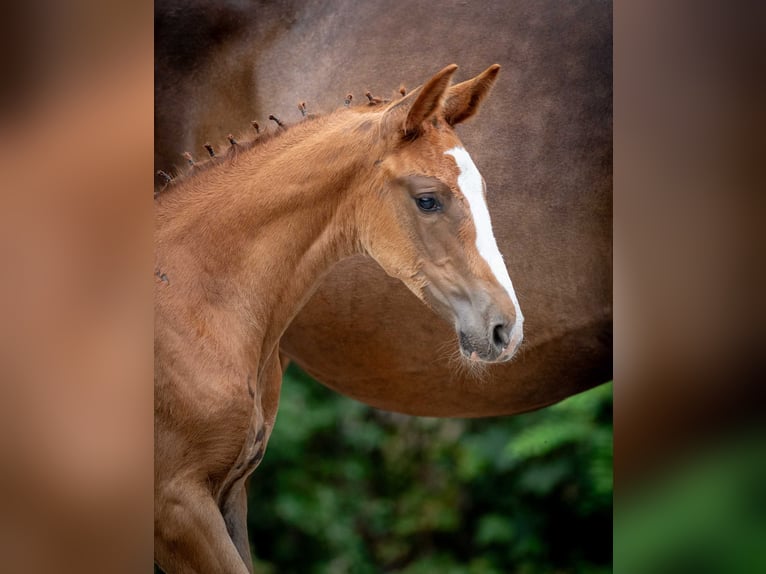 Holstein Mare Foal (05/2025) in Babor&#xF3;wko