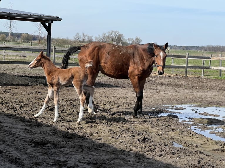 Holstein Mare  in Brandenburg an der Havel