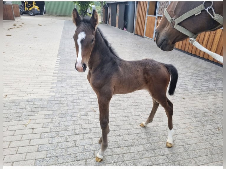 Holstein Mare Foal (05/2025) in Malente