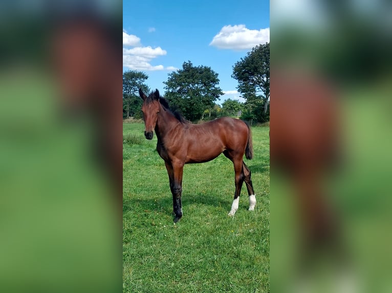 Holstein Mare Foal (04/2025) in Vi&#xF6;l