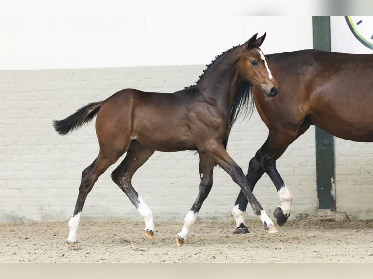 Holstein Mare Foal (04/2025) in Heerde
