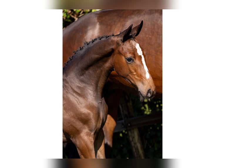 Holstein Mare Foal (04/2025) in Heerde
