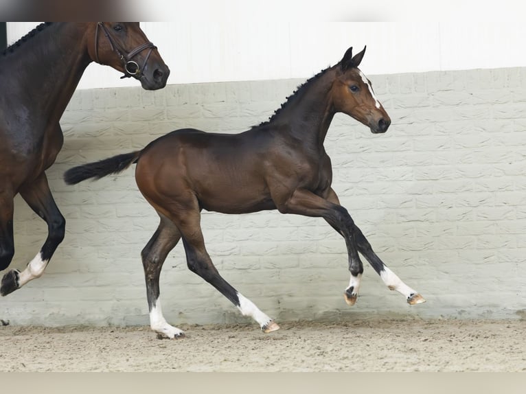 Holstein Mare Foal (04/2025) in Heerde