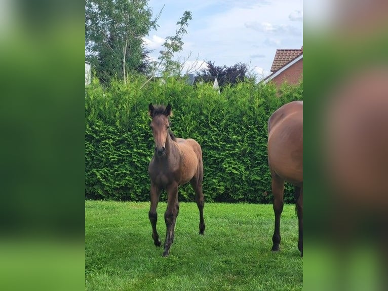 Holstein Mare Foal (05/2025) in Schmilau