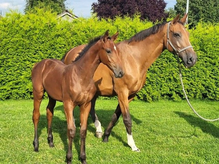 Holstein Mare Foal (04/2025) in Schmilau