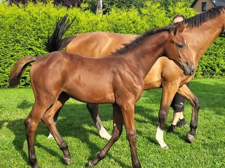 Holstein Mare Foal (04/2025) in Schmilau