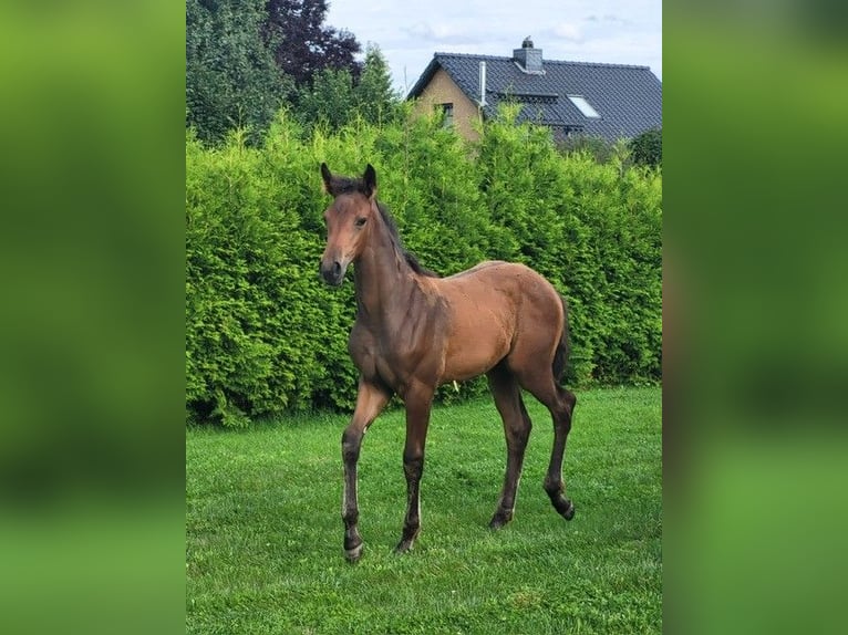 Holstein Mare Foal (05/2025) in Schmilau