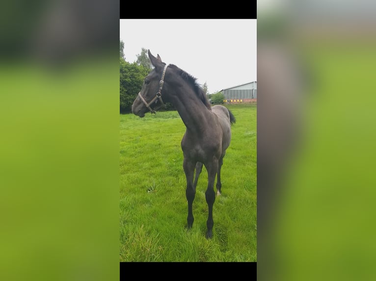 Holstein Mare Foal (04/2025) in Wester-Ohrstedt
