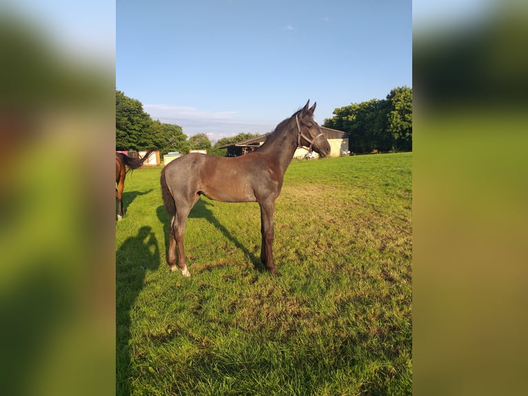 Holstein Mare Foal (04/2025) in Wester-Ohrstedt