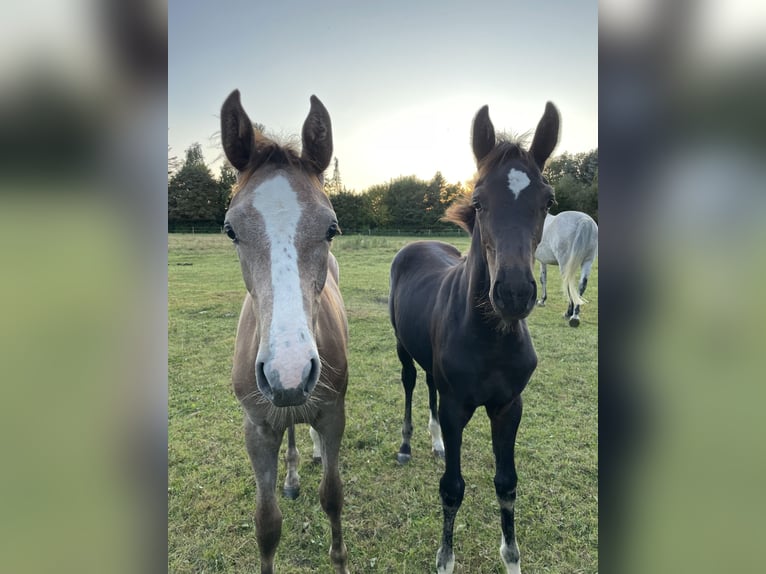 Holstein Mare Foal (05/2025) Smoky-Black in Beschendorf