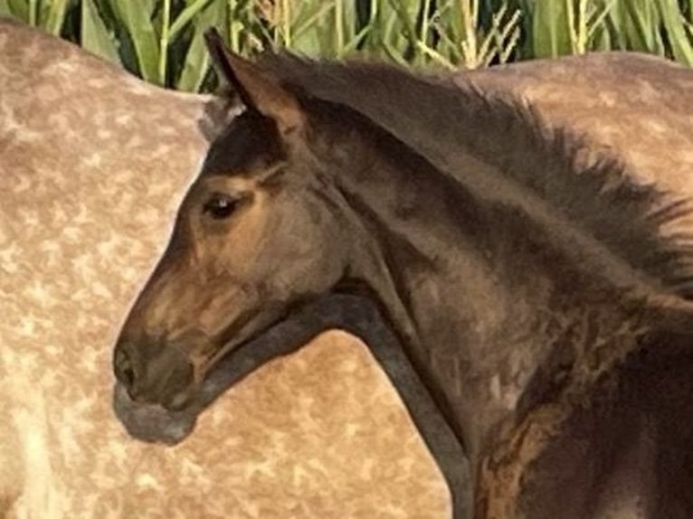 Holstein Mare Foal (05/2025) Smoky-Black in Beschendorf