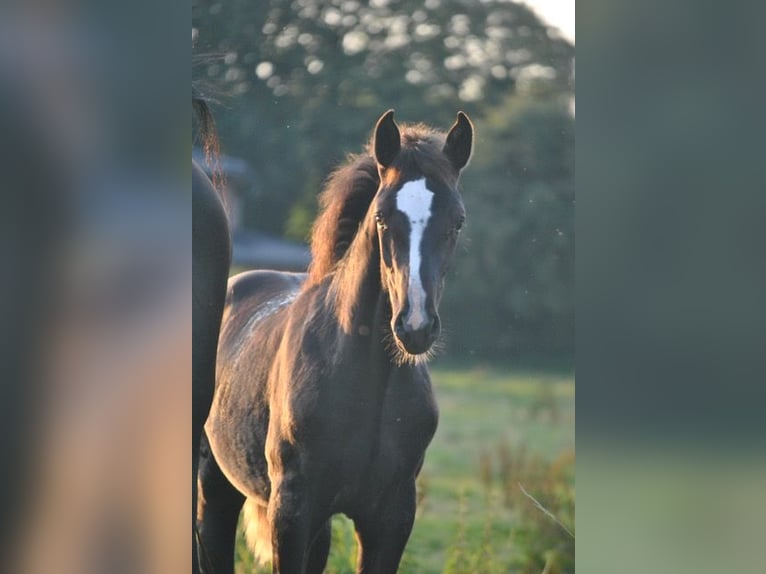 Holstein Mare Foal (04/2024) Smoky-Black in Krumstedt