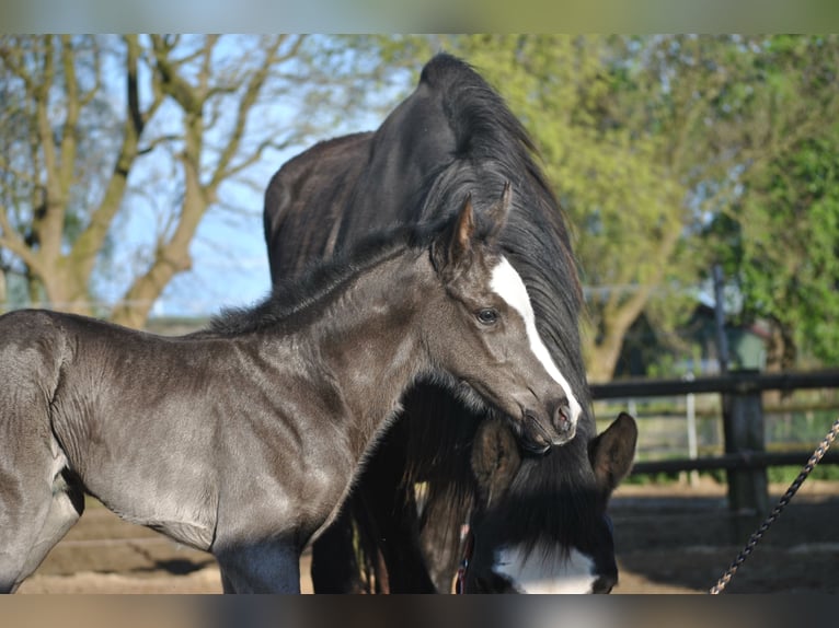 Holstein Mare Foal (04/2024) Smoky-Black in Krumstedt