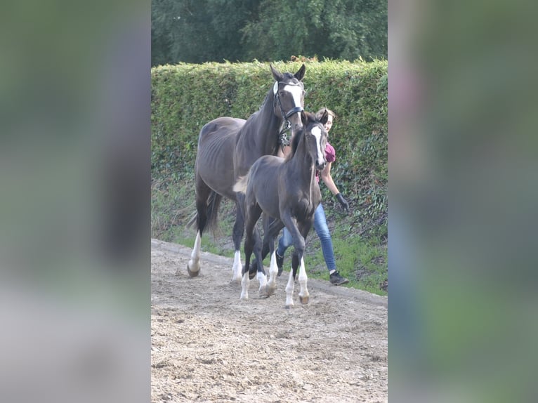 Holstein Mare Foal (04/2024) Smoky-Black in Krumstedt