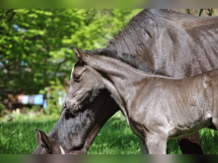 Holstein Mare Foal (04/2024) Smoky-Black in Krumstedt