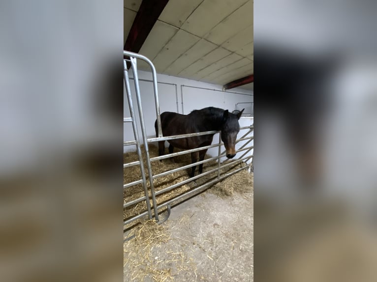 Holstein Sconosciuto 11 Anni 169 cm  in Ostenfeld