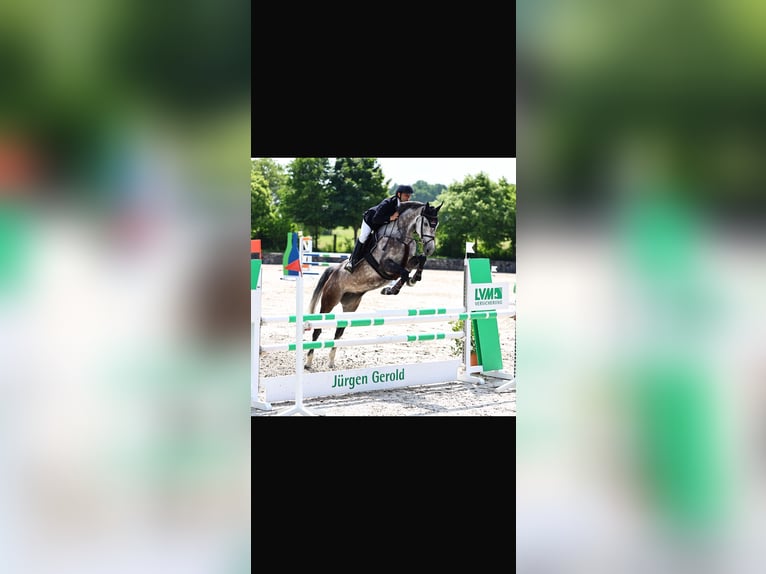 Holstein Sconosciuto 7 Anni 170 cm Grigio in Eckolstädt