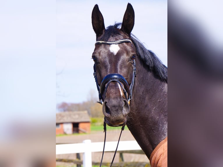 Holstein Stallion 10 years 17 hh Smoky-Black in Steinfeld (Oldenburg)