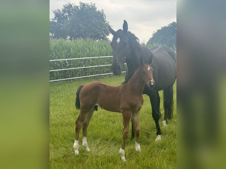 Holstein Stallion 10 years 17 hh Smoky-Black in Steinfeld (Oldenburg)