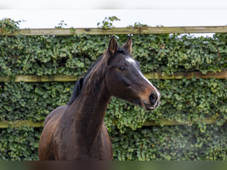 Holstein Stallion 12 years 15,3 hh Bay-Dark in Waddinxveen