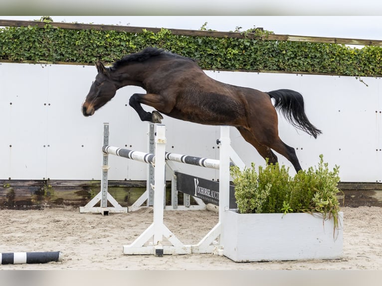 Holstein Stallion 12 years 15,3 hh Bay-Dark in Waddinxveen