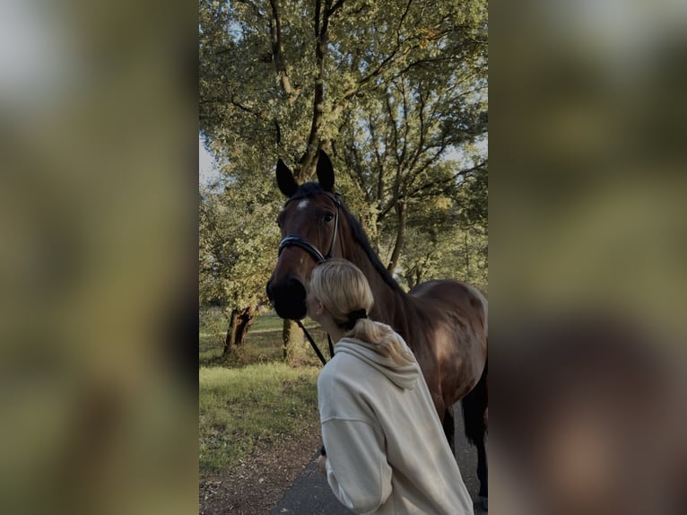 Holstein Stallion 12 years 16,2 hh Brown in Dinslaken