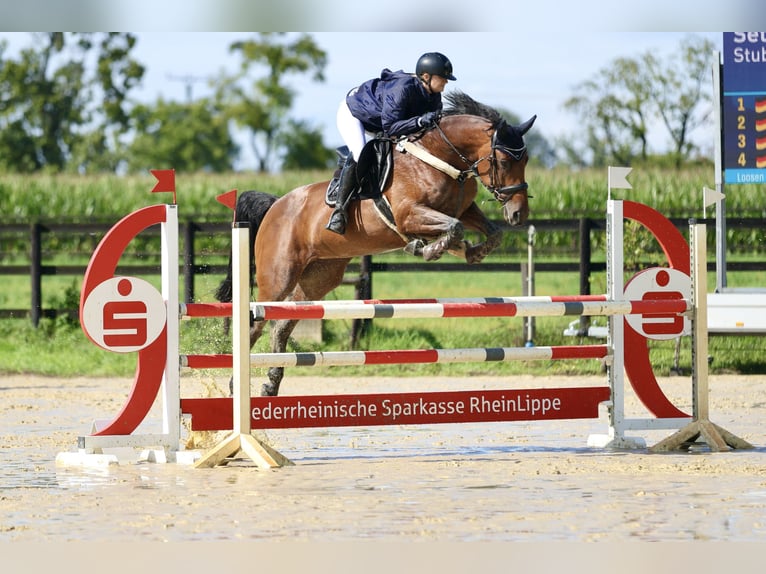 Holstein Stallion 12 years 16,2 hh Brown in Dinslaken