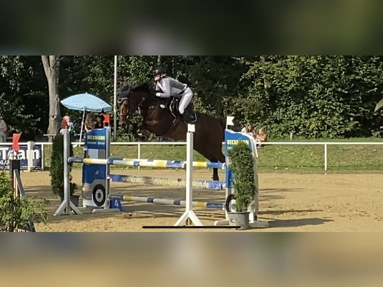 Holstein Stallion 12 years 16,2 hh Brown in Dinslaken