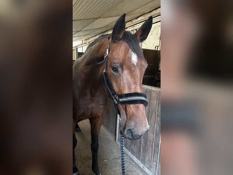 Holstein Stallion 12 years 16,2 hh Brown in Dinslaken