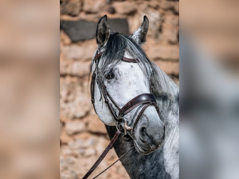 Holstein Stallion 12 years 17 hh Gray-Dapple in Essen