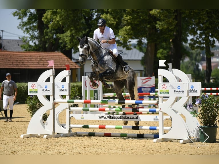 Holstein Stallion 12 years 17 hh Gray-Dapple in Essen