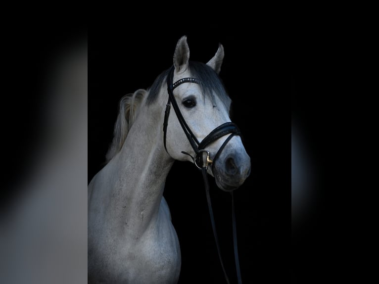 Holstein Stallion 13 years 17 hh Gray-Dapple in Bendorf