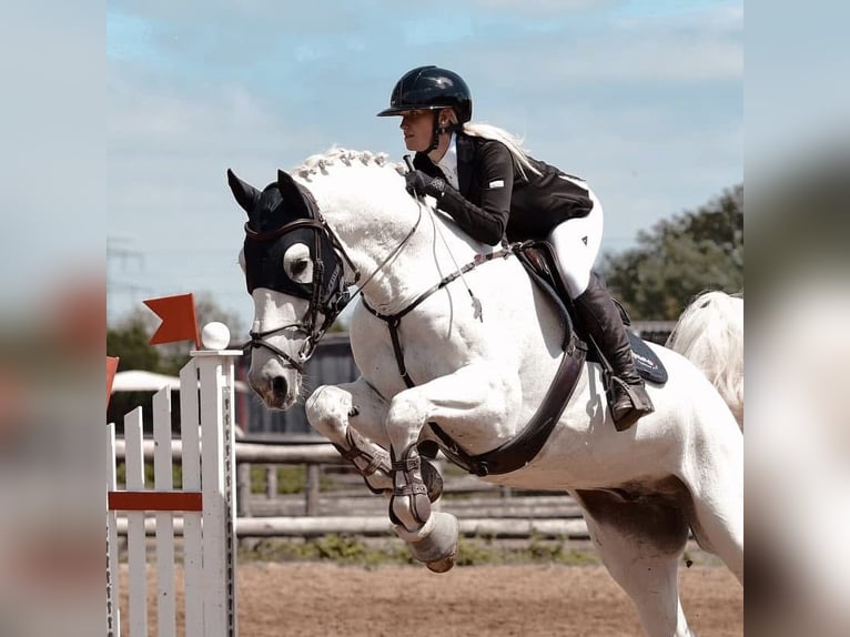 Holstein Stallion 14 years 16,2 hh Gray-Fleabitten in Niederabsdorf