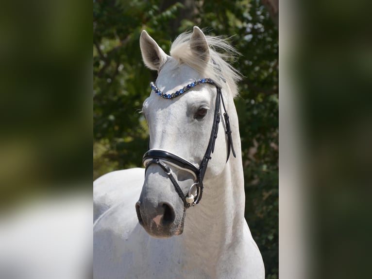 Holstein Stallion 14 years 16,2 hh Gray-Fleabitten in Niederabsdorf