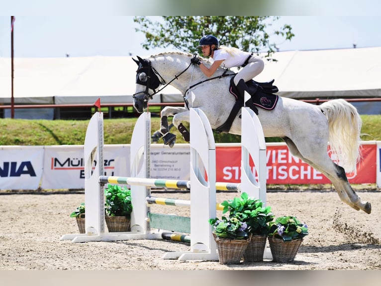 Holstein Stallion 14 years 16,2 hh Gray-Fleabitten in Niederabsdorf