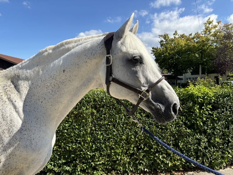 Holstein Stallion 14 years 16,2 hh Gray in Schutterwald