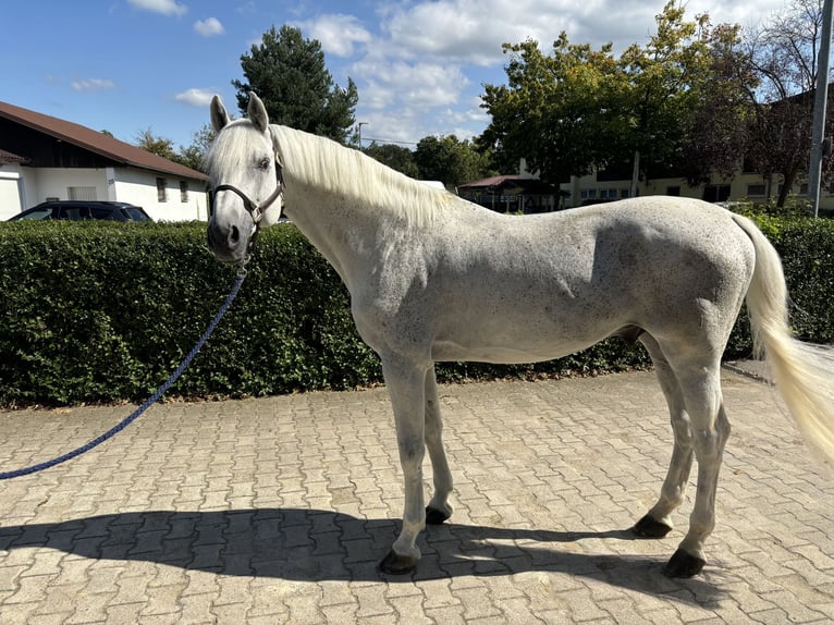 Holstein Stallion 14 years 16,2 hh Gray in Schutterwald