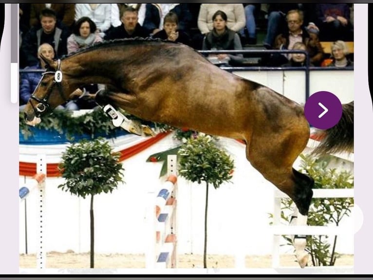 Holstein Stallion 16 years 17 hh Brown in Dormagen